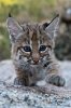 upload_2017-1-10_9-31-31.jpeg