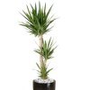 plant-info-yucca.jpg
