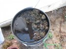 bucket of horse shit.jpg