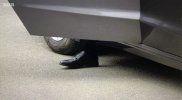IMG_0111.jpeg