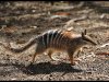 numbat.jpg