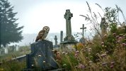owlcemetery.jpg owlcemetery.jpg